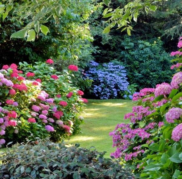 Forest with several bushes with pink red and blue flowers